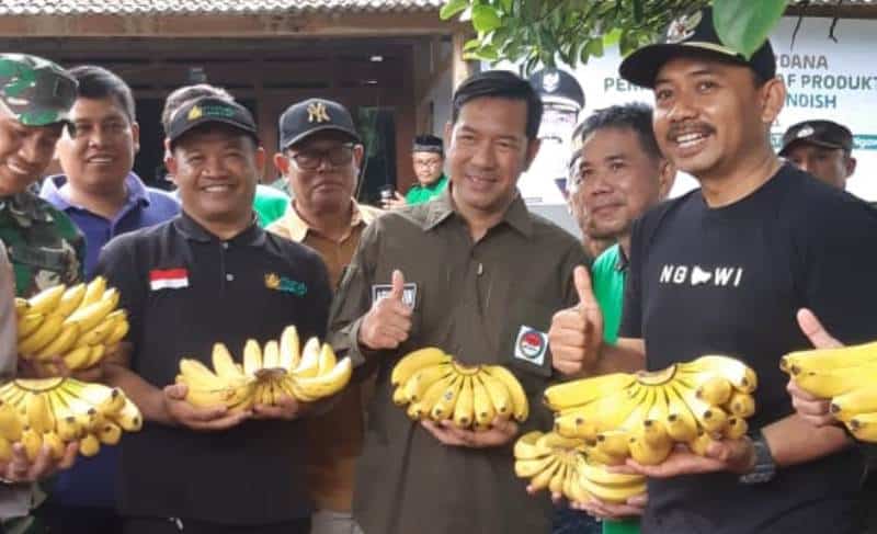 pisang