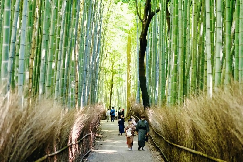 Bamboo japan