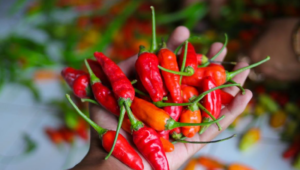 harga cabai rawit 11 februari 2026